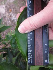              Unifoliolate leaf (Winter Haven, FL)       