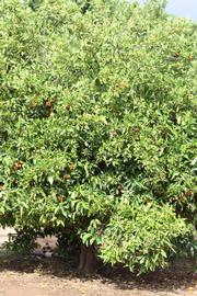            Habit (Riverside, CA)   