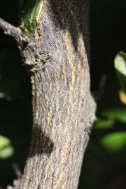              Second - third year twig (Riverside, CA)       