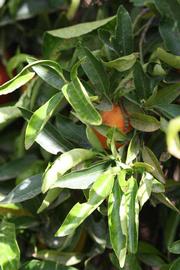              Sun leaves (Riverside, CA)       