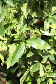              Sun leaves (Riverside, CA)       