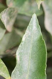              Margin (Riverside, CA)       