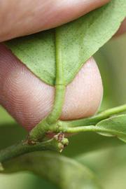              Petiole (Riverside, CA)       