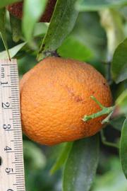            Fruit (Riverside, CA)   