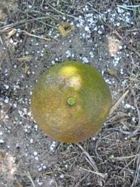              Fruit (Winter Haven, FL)       