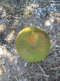              Fruit (Winter Haven, FL)       