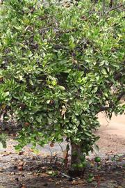            Habit (Riverside, CA)   