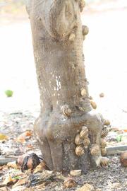            Bark (Riverside, CA)   