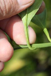              Petiole (Riverside, CA)       