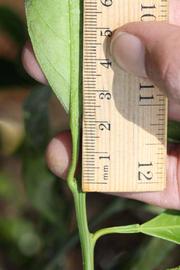              Petiole (Riverside, CA)       