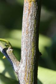              Second - third year twig (Riverside,   CA)       