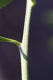              First year twig (Riverside, CA)       