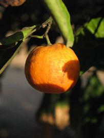            Fruit (Riverside, CA)   