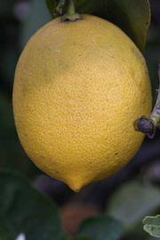              Fruit (Riverside, CA)       