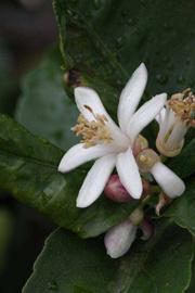              Flower (Riverside, CA)       