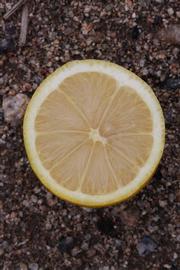              Fruit cross-section (Riverside, CA)       