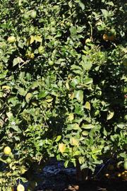            Habit (Riverside, CA)   