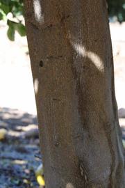            Bark (Riverside, CA)   