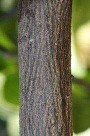              Second - third year twig (Riverside, CA)       