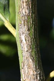              Second - third year twig (Riverside, CA)       