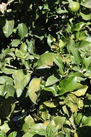              Sun leaves (Riverside, CA)       