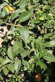              Sun leaves (Riverside, CA)       