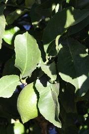              Sun leaves (Riverside, CA)       