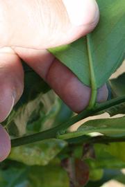              Petiole (Riverside, CA)       