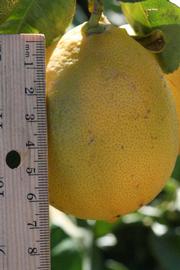            Fruit (Riverside, CA)   