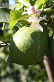            Immature fruit (Riverside, CA)   