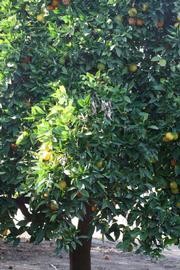            Habit (Riverside, CA)   