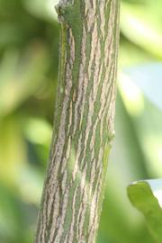              Second - third year twig (Riverside, CA)       