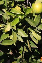            Sun leaves (Riverside, CA)   