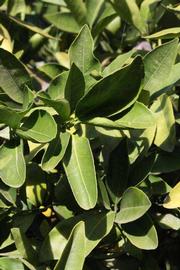            Sun leaves (Riverside, CA)   