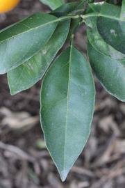              Unifoliolate leaf (Riverside, CA)       