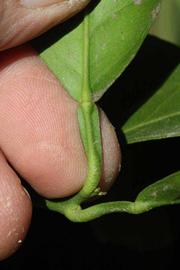              Petiole (Riverside, CA)       