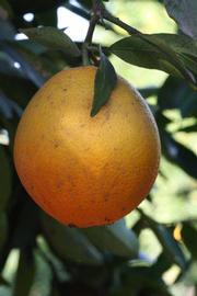              Fruit (Riverside, CA)       