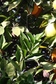              Sun leaves (Riverside, CA)       