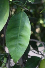              Unifoliolate leaf (Riverside, CA)       