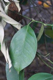              Unifoliolate leaf (Riverside, CA)       