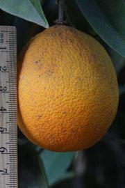              Fruit (Riverside, CA)       