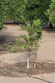            Habit (Riverside, CA)   