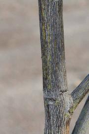            Bark (Riverside, CA)   