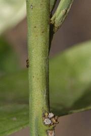            First year twig (Riverside, CA)   