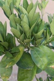              Sun leaves (Riverside, CA)       