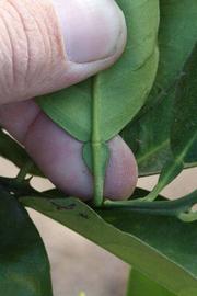              Petiole (Riverside, CA)       