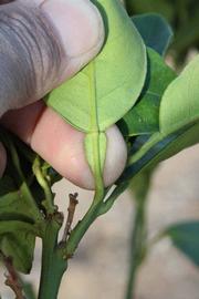              Petiole (Riverside, CA)       