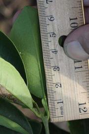              Unifoliolate leaf (Riverside, CA)       