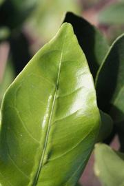              Margin (Riverside, CA)       