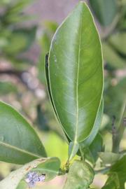              Shade leaves (Riverside, CA)       